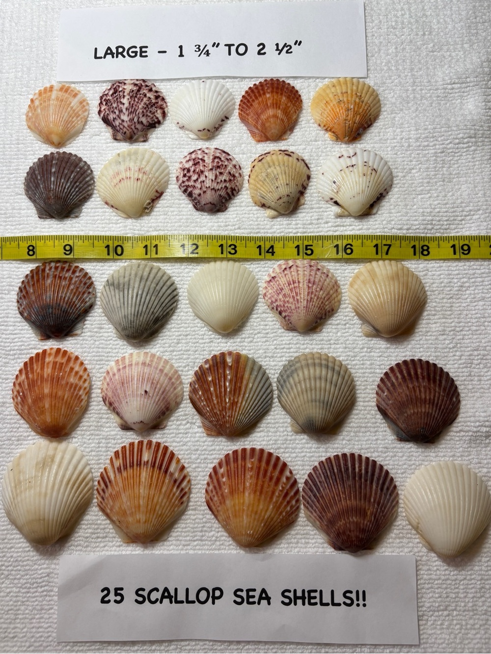 25 Sanibel Island Scallop Shells! Large Sz Assorted
Collection in multi colors.